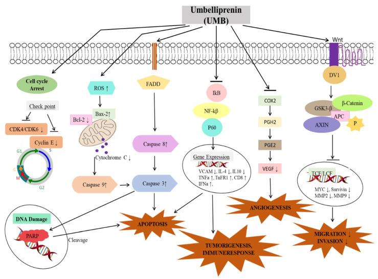 https://cdn.ncbi.nlm.nih.gov/pmc/blobs/92ef/7277383/f986bba1d082/biomedicines-08-00126-g002.jpg