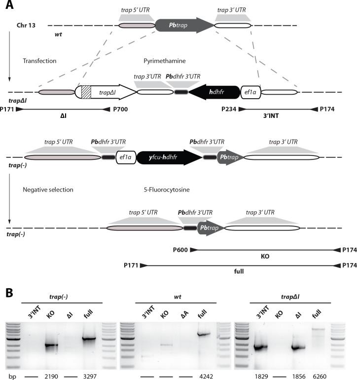 https://cdn.ncbi.nlm.nih.gov/pmc/blobs/92fb/7351488/06cc65a2c394/elife-57572-fig2-figsupp1.jpg