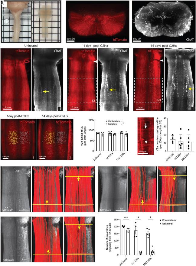 https://cdn.ncbi.nlm.nih.gov/pmc/blobs/930a/10945804/5a609d962f67/pnas.2313594121fig01.jpg
