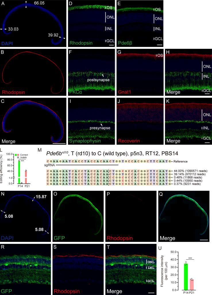https://cdn.ncbi.nlm.nih.gov/pmc/blobs/9358/10037108/2581e4818b65/JEM_20220776_FigS3.jpg