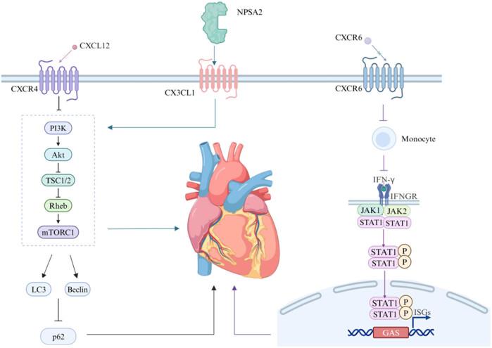 https://cdn.ncbi.nlm.nih.gov/pmc/blobs/9362/12176010/0673c5ce5e59/j_biol-2022-1026-fig002.jpg