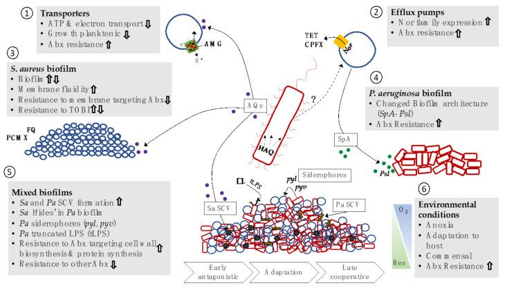 https://cdn.ncbi.nlm.nih.gov/pmc/blobs/9366/8300716/1d0a36865f71/antibiotics-10-00827-g001.jpg