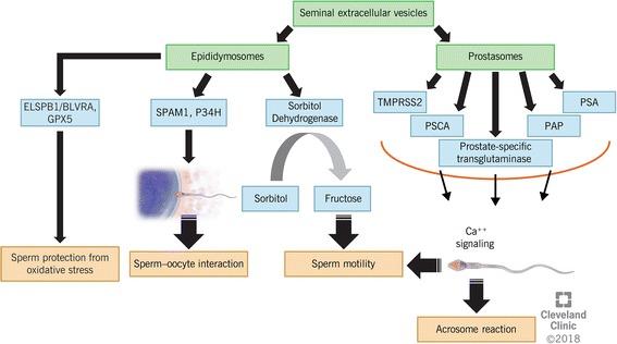 https://cdn.ncbi.nlm.nih.gov/pmc/blobs/936d/5923003/ce55941e8b6e/12958_2018_358_Fig2_HTML.jpg