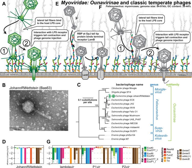 https://cdn.ncbi.nlm.nih.gov/pmc/blobs/937d/8594841/bcb519361800/pbio.3001424.g010.jpg