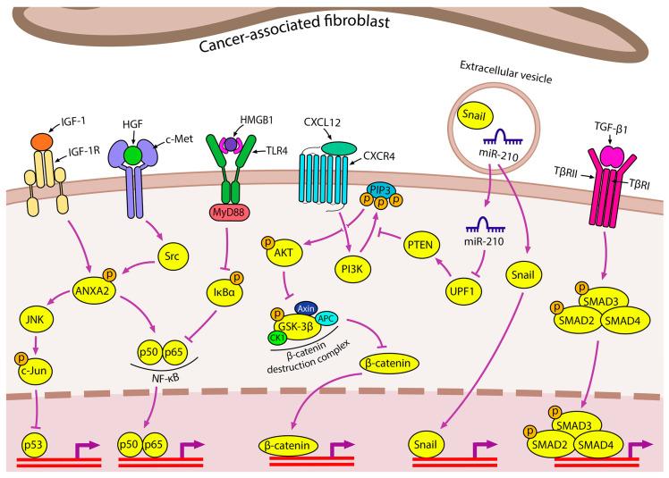 https://cdn.ncbi.nlm.nih.gov/pmc/blobs/9389/10743660/75d03dc85c5d/ijms-24-17325-g003.jpg