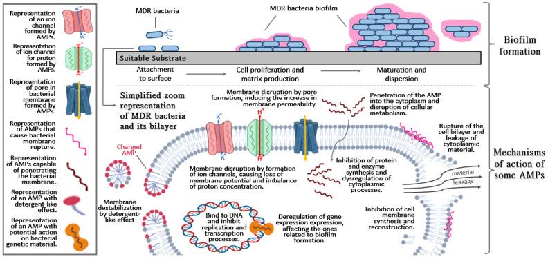 https://cdn.ncbi.nlm.nih.gov/pmc/blobs/93a9/8950055/53ece6627684/pharmaceutics-14-00642-g001.jpg