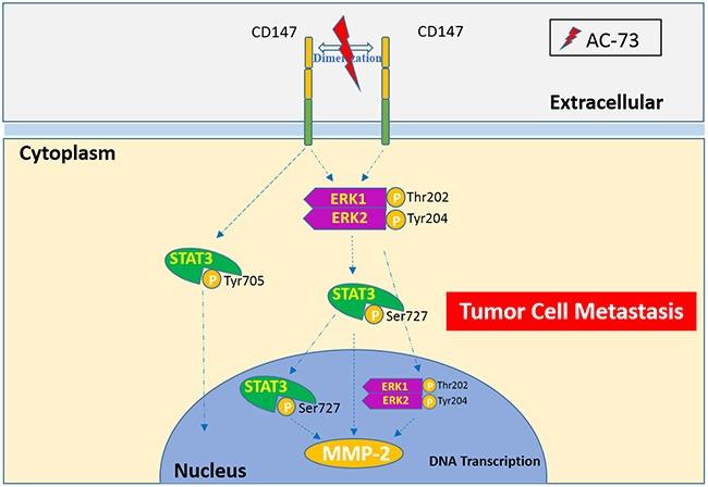 https://cdn.ncbi.nlm.nih.gov/pmc/blobs/93d8/4891050/ae3f5609b536/oncotarget-07-9429-g008.jpg