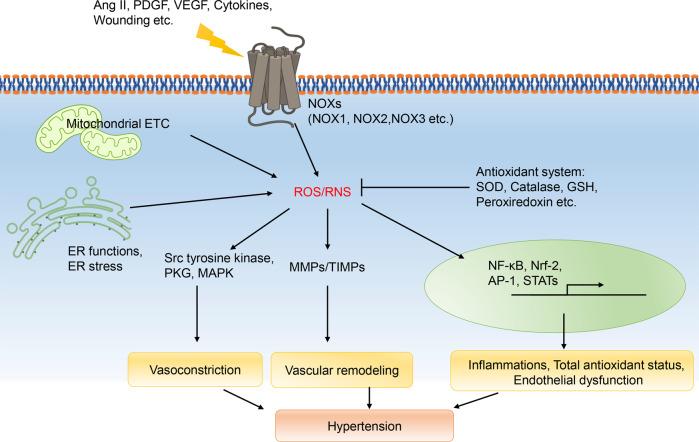 https://cdn.ncbi.nlm.nih.gov/pmc/blobs/93da/10119183/59cbc26992d5/41392_2023_1430_Fig6_HTML.jpg