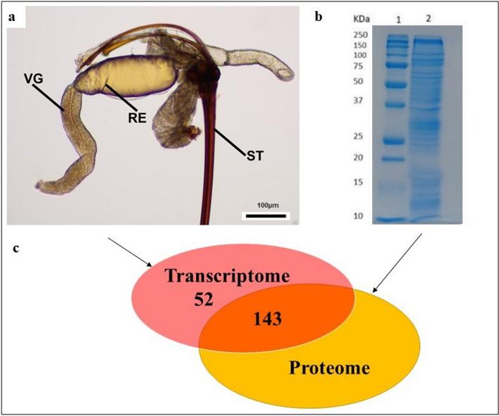 https://cdn.ncbi.nlm.nih.gov/pmc/blobs/93df/7930282/a4bc0abcd9b2/41598_2021_84385_Fig1_HTML.jpg