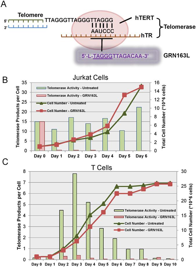 https://cdn.ncbi.nlm.nih.gov/pmc/blobs/93f2/5533788/0e01f8e585cd/41598_2017_5174_Fig2_HTML.jpg