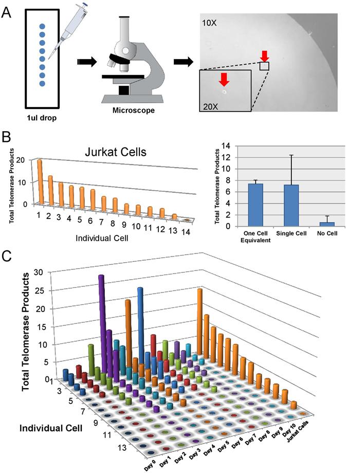 https://cdn.ncbi.nlm.nih.gov/pmc/blobs/93f2/5533788/411a8297df47/41598_2017_5174_Fig4_HTML.jpg
