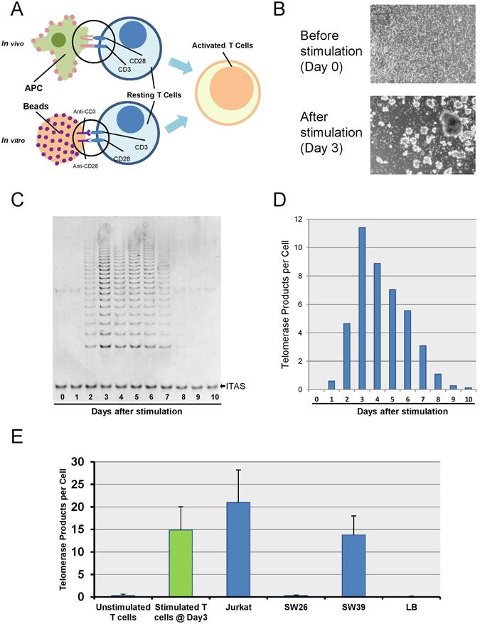 https://cdn.ncbi.nlm.nih.gov/pmc/blobs/93f2/5533788/59eaa80c5bb3/41598_2017_5174_Fig1_HTML.jpg