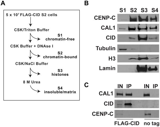 https://cdn.ncbi.nlm.nih.gov/pmc/blobs/940d/3093364/048d908db3e0/pgen.1002068.g008.jpg
