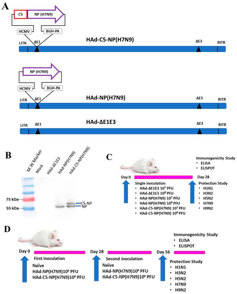 https://cdn.ncbi.nlm.nih.gov/pmc/blobs/942d/10892571/e8700f2472f0/vaccines-12-00157-g001.jpg