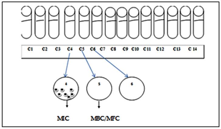 https://cdn.ncbi.nlm.nih.gov/pmc/blobs/9431/8747066/74d411038dc3/plants-11-00015-g007.jpg