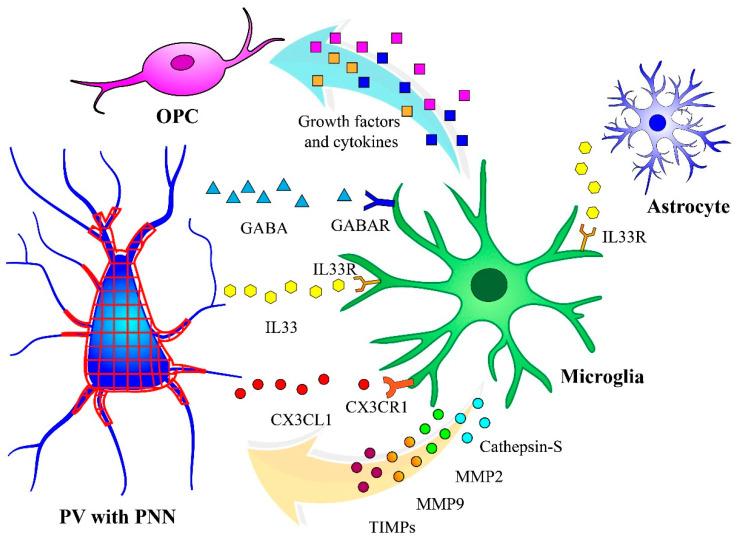 https://cdn.ncbi.nlm.nih.gov/pmc/blobs/943f/11430691/052de8c54803/biomolecules-14-01087-g002.jpg