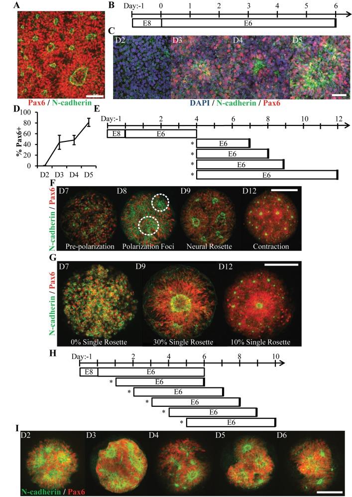 https://cdn.ncbi.nlm.nih.gov/pmc/blobs/9472/6205811/c1e361114b75/elife-37549-fig1.jpg