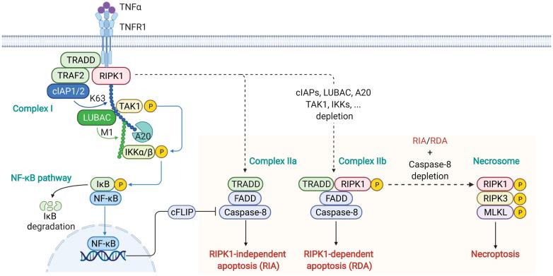 https://cdn.ncbi.nlm.nih.gov/pmc/blobs/94a6/11749793/1be43cd475e0/lnac003_fig1.jpg