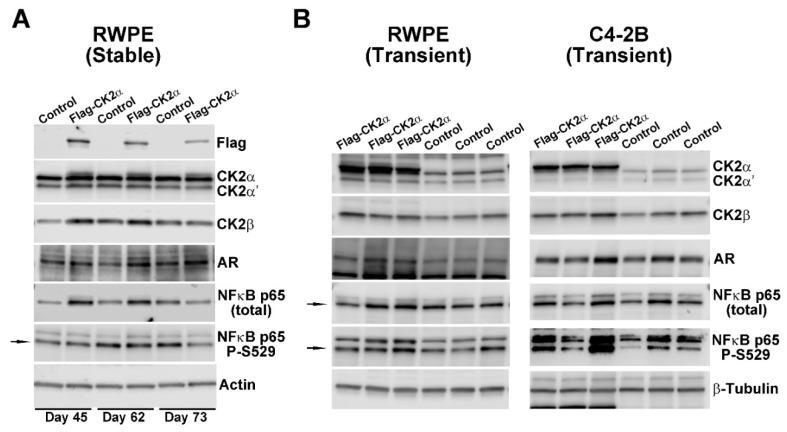 https://cdn.ncbi.nlm.nih.gov/pmc/blobs/94bd/6631211/d3a919be038d/pharmaceuticals-12-00089-g001.jpg
