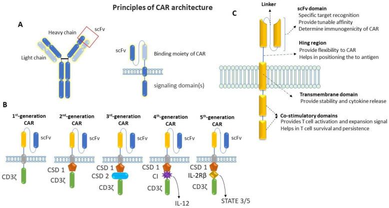 https://cdn.ncbi.nlm.nih.gov/pmc/blobs/94c2/10777914/8a88fea9d323/cancers-16-00039-g002.jpg