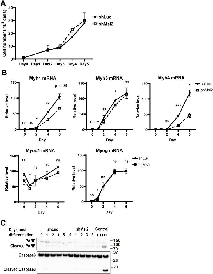 https://cdn.ncbi.nlm.nih.gov/pmc/blobs/94ce/10876439/464ff69c4f0f/LSA-2023-02016_FigS2.jpg