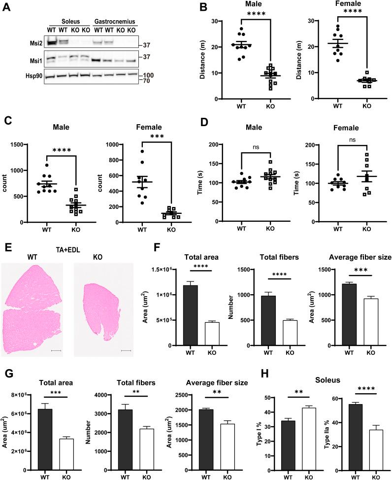 https://cdn.ncbi.nlm.nih.gov/pmc/blobs/94ce/10876439/55d370a8e06a/LSA-2023-02016_FigS5.jpg