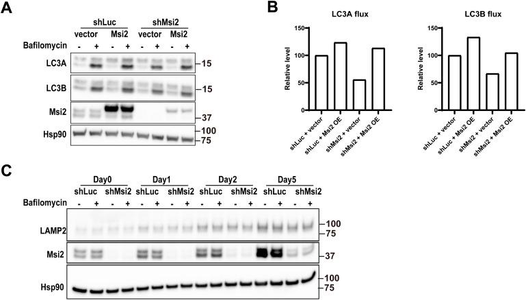 https://cdn.ncbi.nlm.nih.gov/pmc/blobs/94ce/10876439/a4cecfa12b0c/LSA-2023-02016_FigS4.jpg