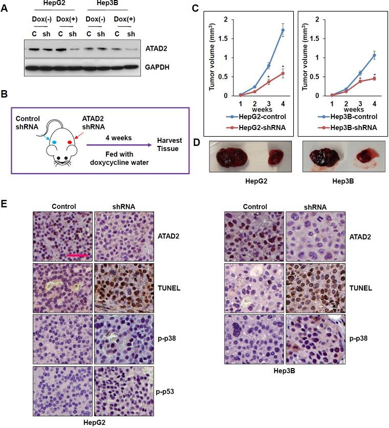 https://cdn.ncbi.nlm.nih.gov/pmc/blobs/94ee/4747184/998a091eb6e6/oncotarget-06-41722-g006.jpg
