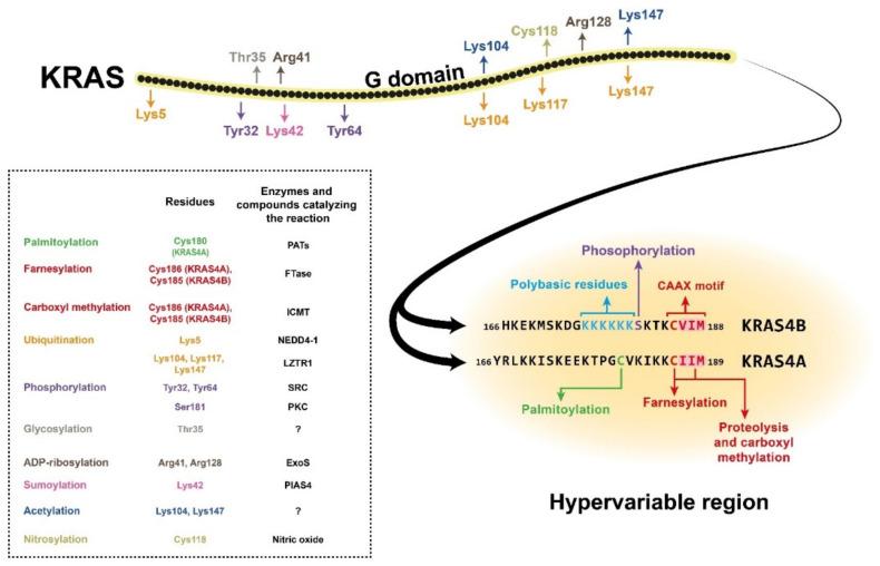 https://cdn.ncbi.nlm.nih.gov/pmc/blobs/94ee/8002639/5baa10ad8d1c/cells-10-00667-g001.jpg