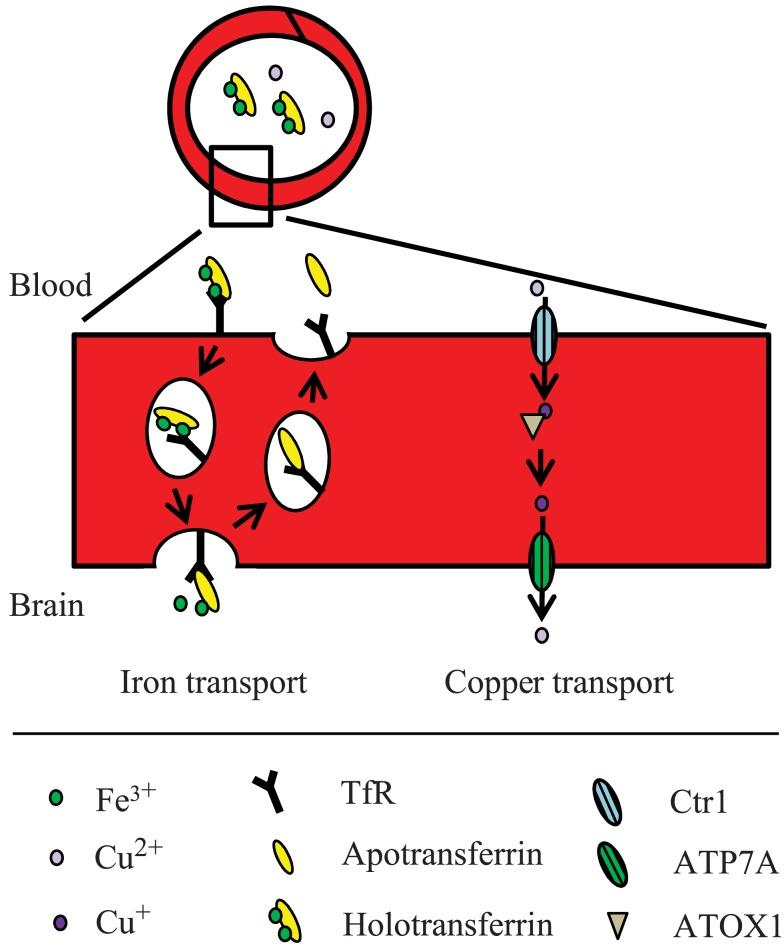 https://cdn.ncbi.nlm.nih.gov/pmc/blobs/94f7/3456798/9962810ae354/fphar-03-00169-g002.jpg