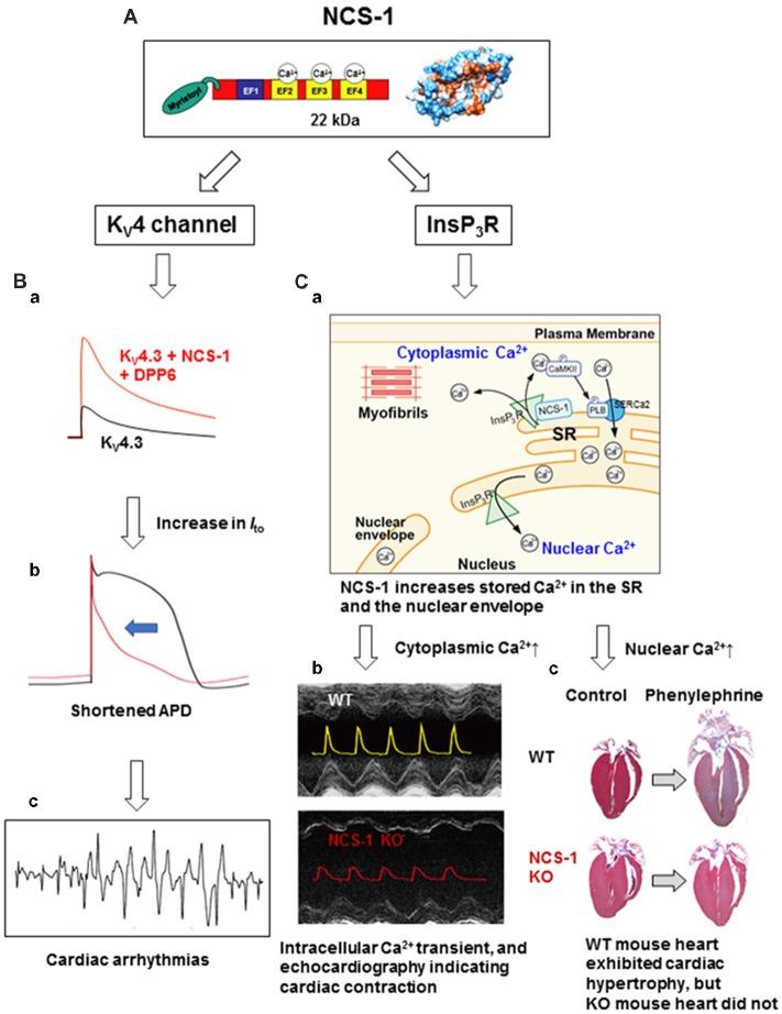 https://cdn.ncbi.nlm.nih.gov/pmc/blobs/94f7/6409499/4689953bf437/fnmol-12-00056-g0001.jpg