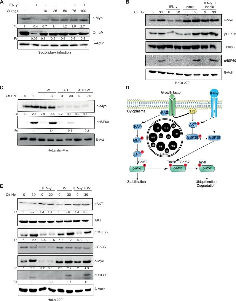 https://cdn.ncbi.nlm.nih.gov/pmc/blobs/94f8/9512400/92805f3f3ea5/elife-76721-fig4.jpg