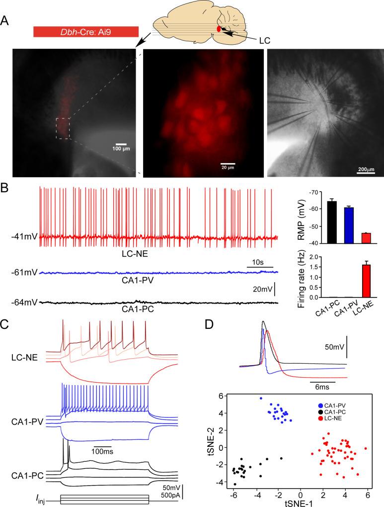 https://cdn.ncbi.nlm.nih.gov/pmc/blobs/9522/9934863/aa368d84754e/elife-80100-fig1.jpg