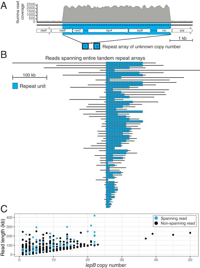 https://cdn.ncbi.nlm.nih.gov/pmc/blobs/9549/7817135/2321ecfe2071/pnas.2021958118fig01.jpg