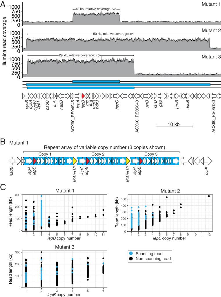 https://cdn.ncbi.nlm.nih.gov/pmc/blobs/9549/7817135/55669158c06c/pnas.2021958118fig02.jpg