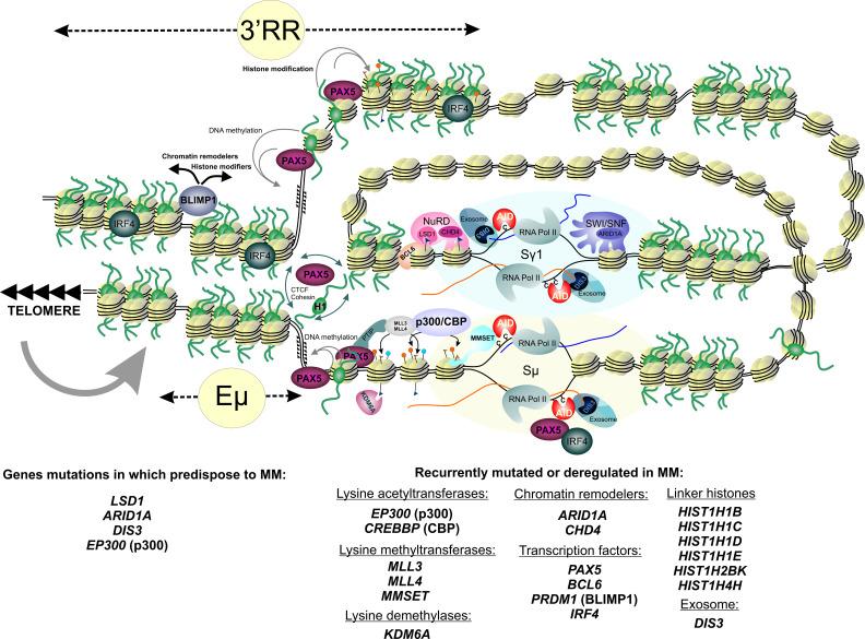 https://cdn.ncbi.nlm.nih.gov/pmc/blobs/9561/8656811/0db4b407eac5/cancers-13-05949-g006.jpg