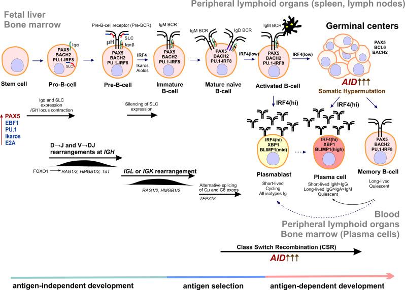 https://cdn.ncbi.nlm.nih.gov/pmc/blobs/9561/8656811/404a7c9982bc/cancers-13-05949-g003.jpg