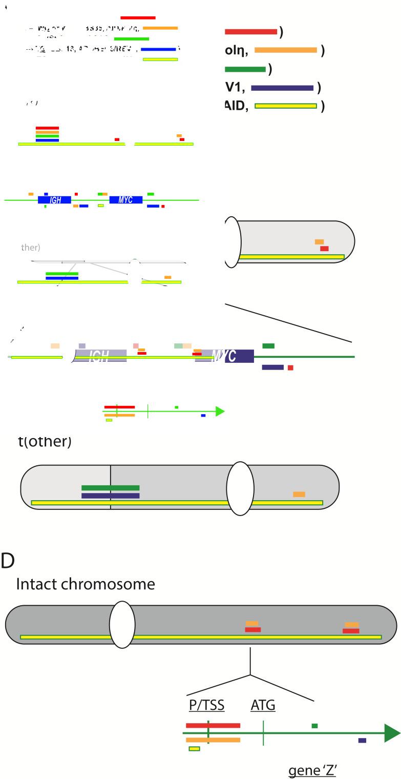 https://cdn.ncbi.nlm.nih.gov/pmc/blobs/9561/8656811/77a5a2f1b174/cancers-13-05949-g004.jpg