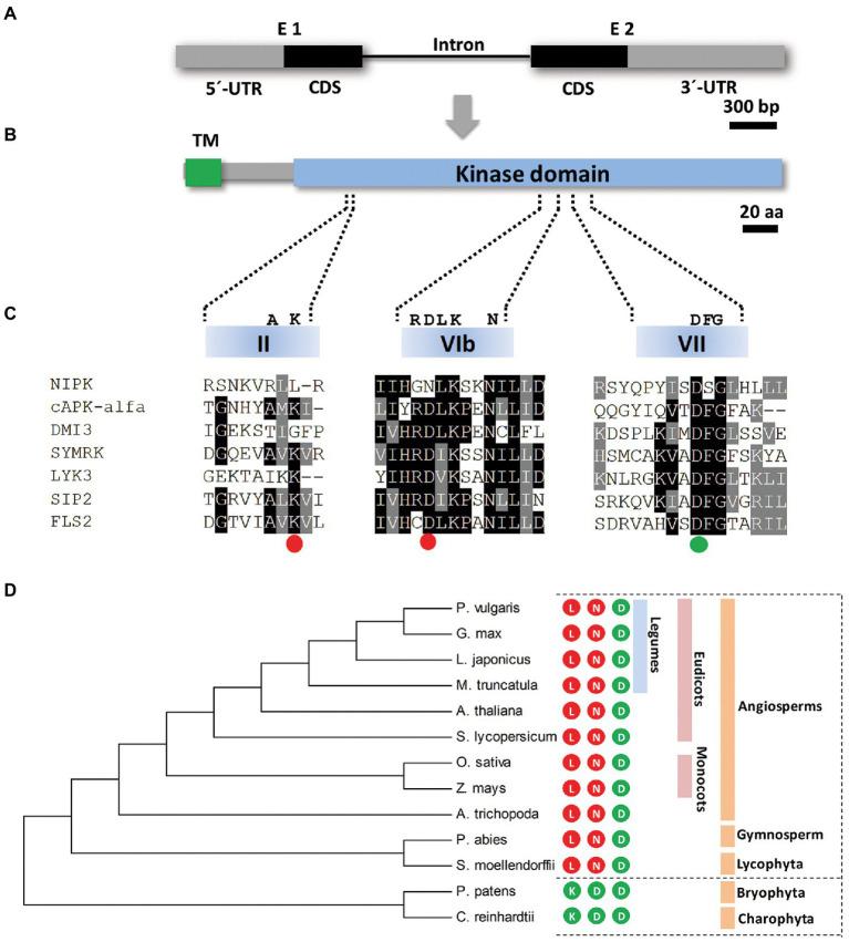 https://cdn.ncbi.nlm.nih.gov/pmc/blobs/9593/9532615/282a54f7665b/fpls-13-992543-g001.jpg