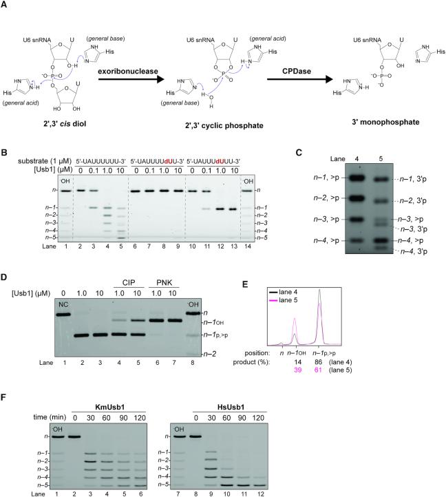 https://cdn.ncbi.nlm.nih.gov/pmc/blobs/95a3/7026655/def40bcdb146/gkz1177fig1.jpg