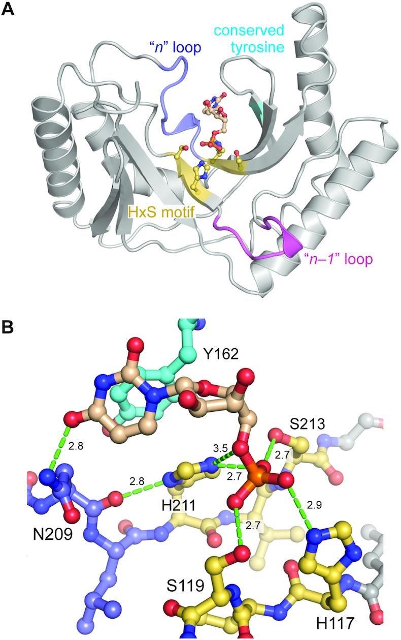 https://cdn.ncbi.nlm.nih.gov/pmc/blobs/95a3/7026655/f7d9edb08acb/gkz1177fig2.jpg
