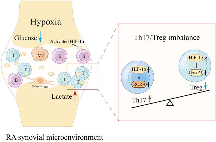 https://cdn.ncbi.nlm.nih.gov/pmc/blobs/95e2/11965651/5ee753d8beb8/fimmu-16-1565133-g002.jpg