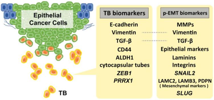 https://cdn.ncbi.nlm.nih.gov/pmc/blobs/95e2/9953904/30fe5ee98ff5/cancers-15-01111-g001.jpg