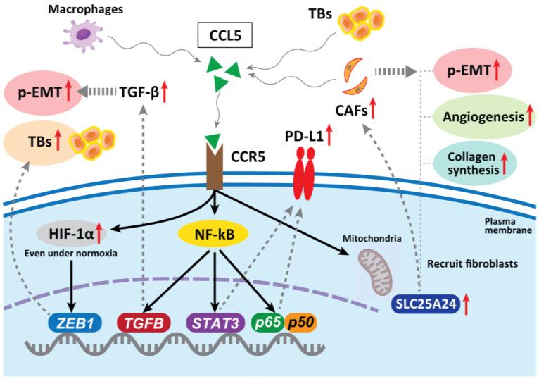 https://cdn.ncbi.nlm.nih.gov/pmc/blobs/95e2/9953904/69dee440b4ca/cancers-15-01111-g003.jpg