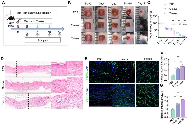 https://cdn.ncbi.nlm.nih.gov/pmc/blobs/95e7/12363982/2bf37975b248/IJN-20-9963-g0005.jpg