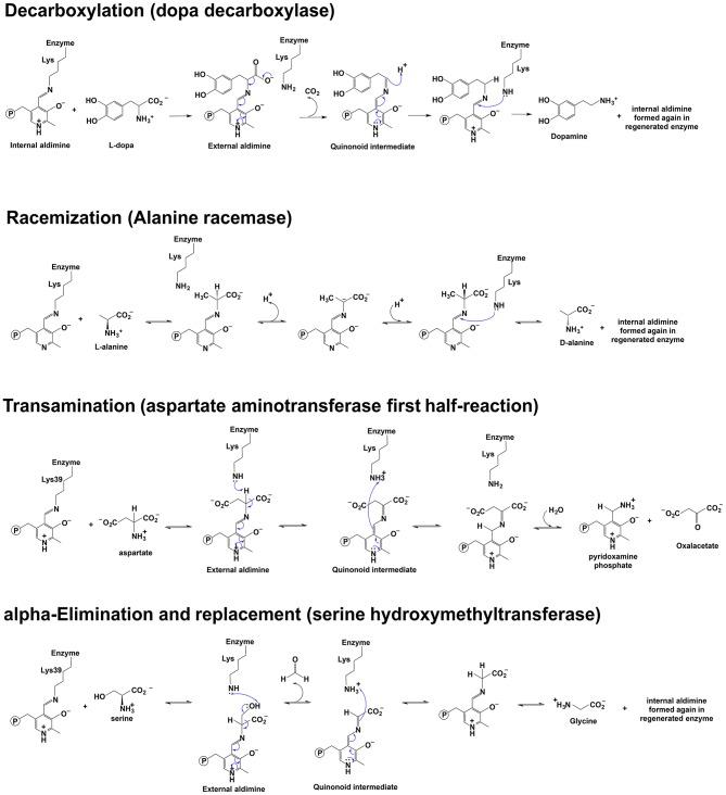 https://cdn.ncbi.nlm.nih.gov/pmc/blobs/95ec/6411801/efe09e2767d1/fmolb-06-00004-g0001.jpg