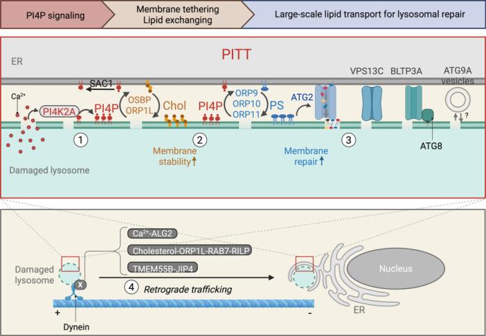 https://cdn.ncbi.nlm.nih.gov/pmc/blobs/9652/12066097/580cfaa66631/JCP-240-0-g006.jpg
