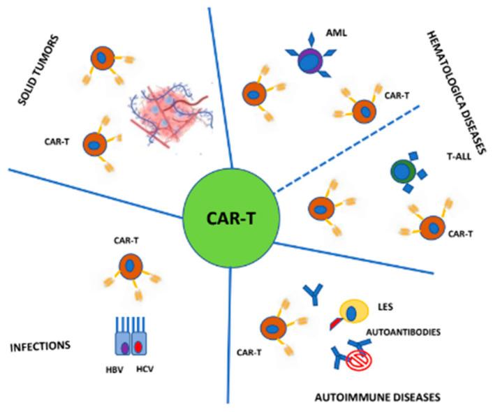 https://cdn.ncbi.nlm.nih.gov/pmc/blobs/968b/11719893/8c4db6b5fe01/cells-14-00041-g001.jpg
