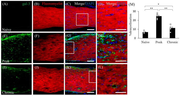 https://cdn.ncbi.nlm.nih.gov/pmc/blobs/96ac/11011492/810011faaf29/cells-13-00612-g004.jpg