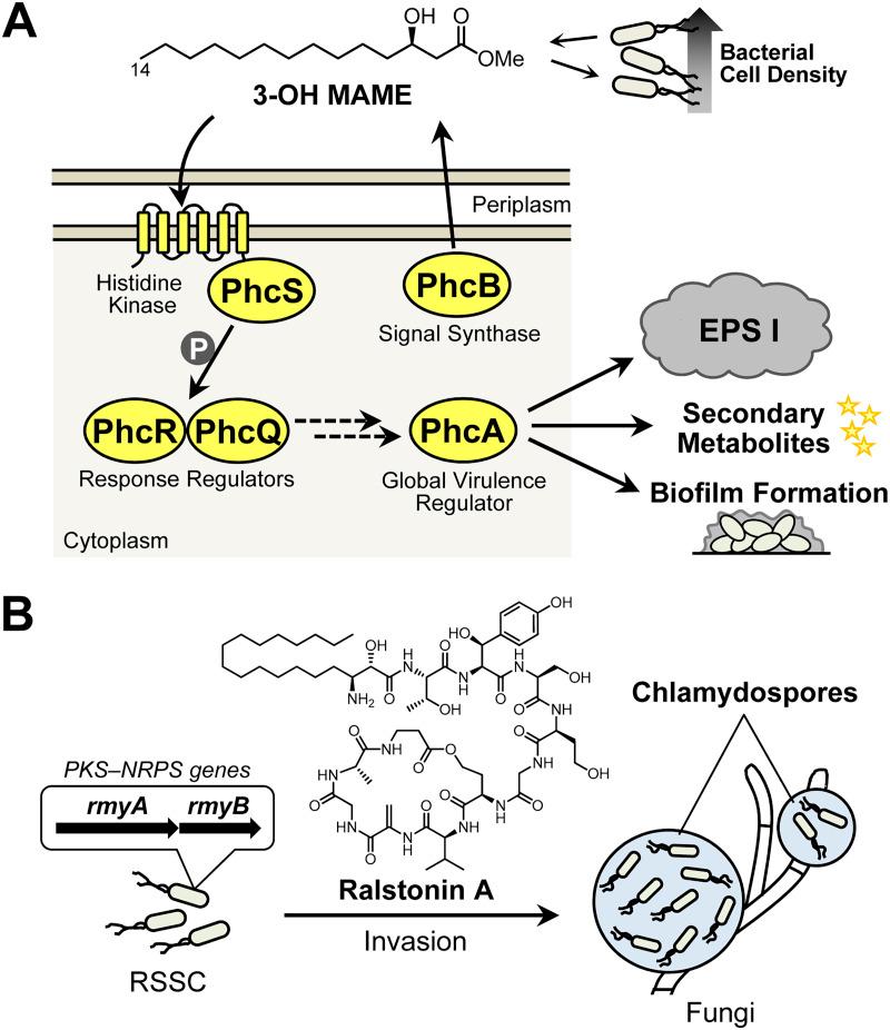 https://cdn.ncbi.nlm.nih.gov/pmc/blobs/96ba/10433826/8b026dd9f945/spectrum.00036-23-f001.jpg
